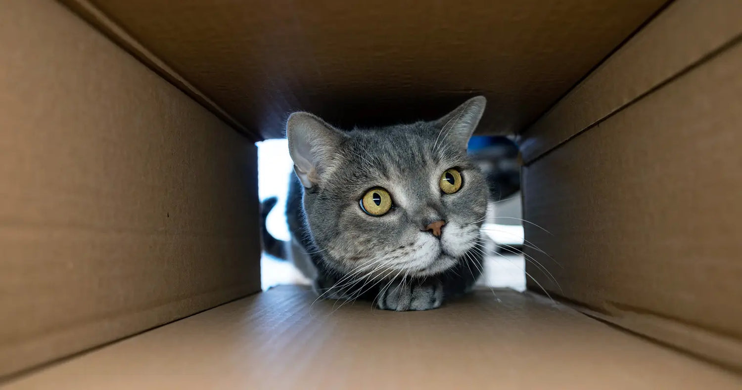 How Much Space Does a Cat Need to Be Happy?